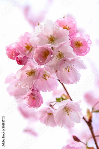 Pink sakura flowers, spring sakura blossom. Spring time. Background of spring flowers
