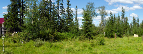 Panorama of overgrown abandoned plot with fir trees and bushes with a wild berry picker on the edge.
