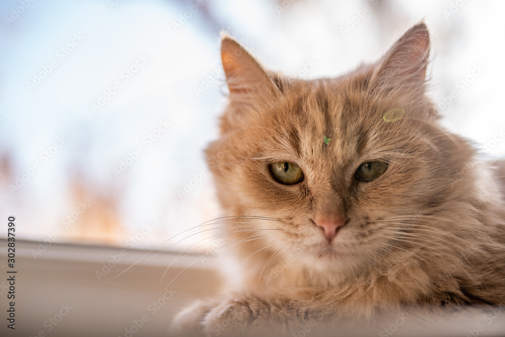 cat on the windowsill looks out the window cat on the windowsill looks out the window