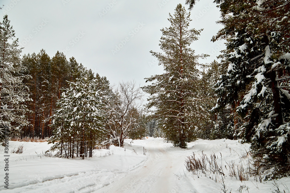 Snow covered trees in a winter forest and white road between them