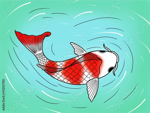 Koi fish swim around in the pond. Japanese carp fish.