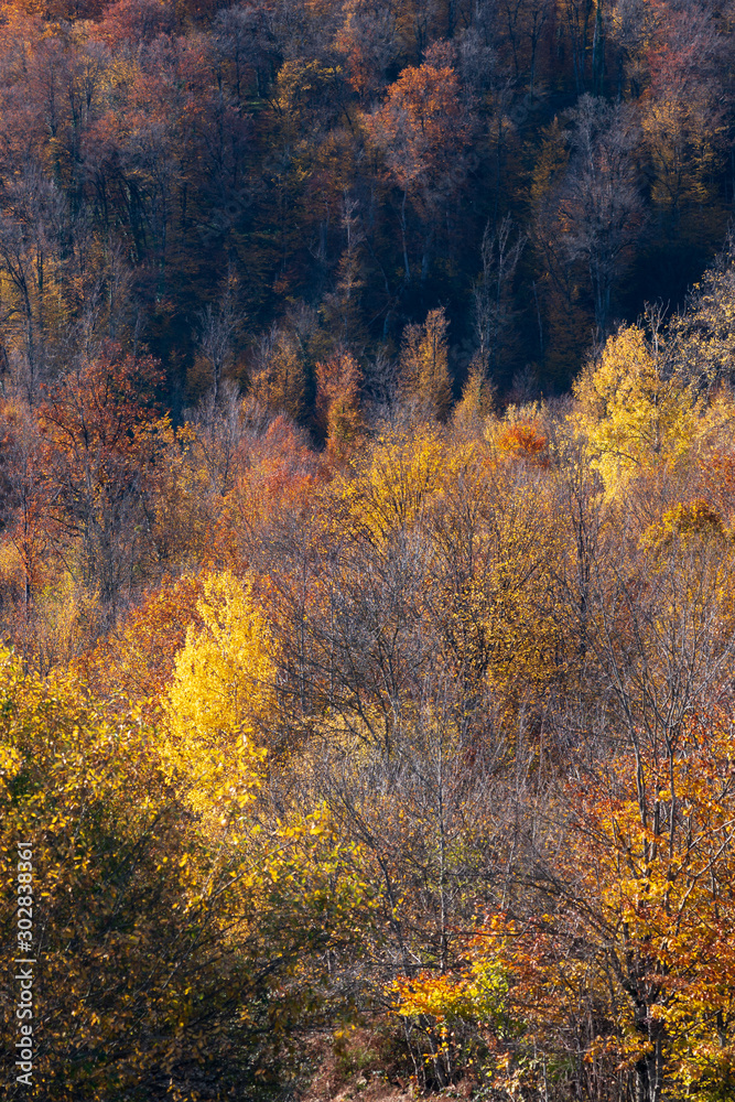Colorful mountain autumn forest background