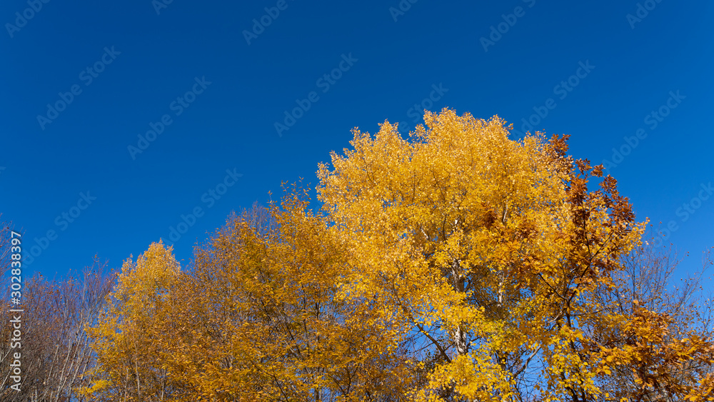 Bright yellow autumn tree on a blue sky background