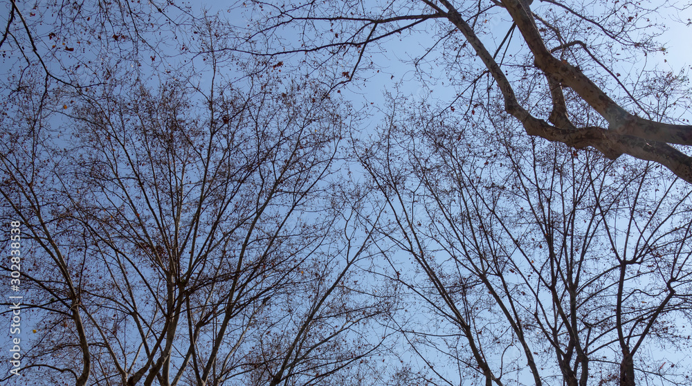 view of tree branches without leaves against the sky view of tree branches without leaves against the sky