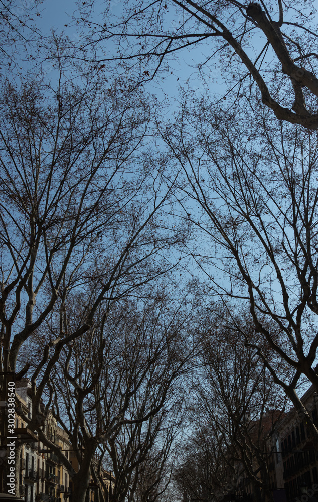 Fototapeta premium view of the silhouette of bare tree branches on the background of blue sky