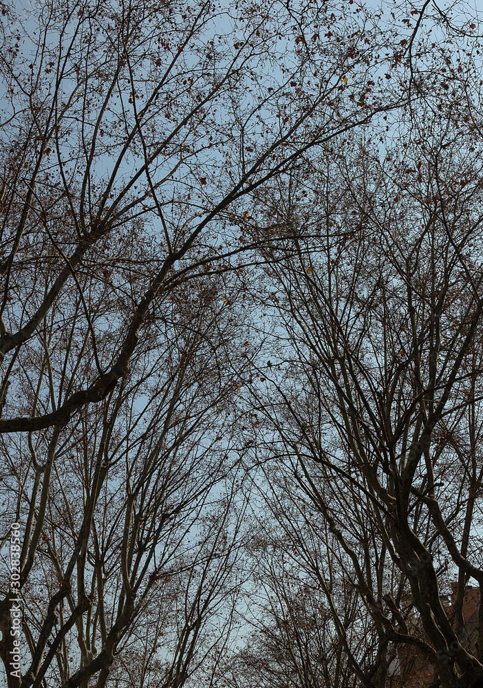 view of the silhouette of bare tree branches on the background of blue sky view of the silhouette of bare tree branches on the background of blue sky