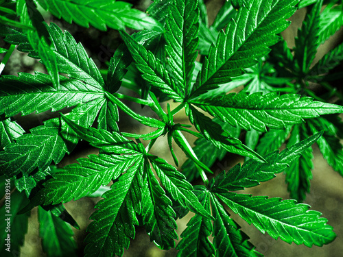 dark green cannabis leaves closeup.medical marijuana plant