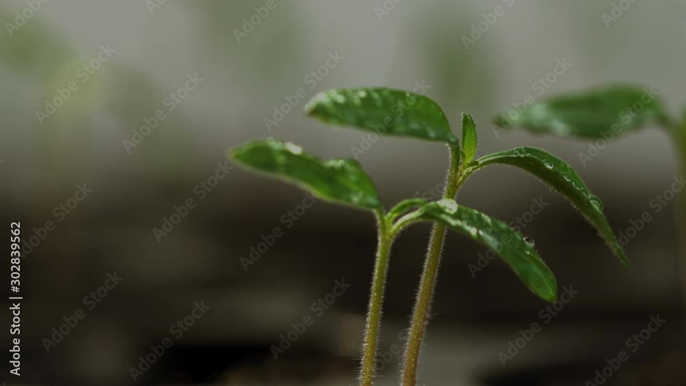 seedling pot plate, watering by spraying to the small tamomo plants. seedling pot plate, watering by spraying to the small tamomo plants.