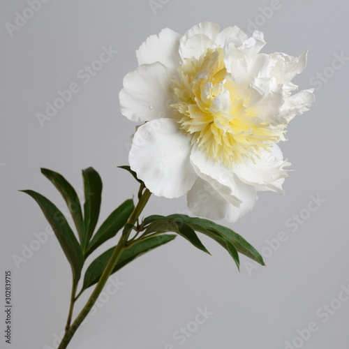 An unusual white peony flower with a yellow center isolated on a gray background.