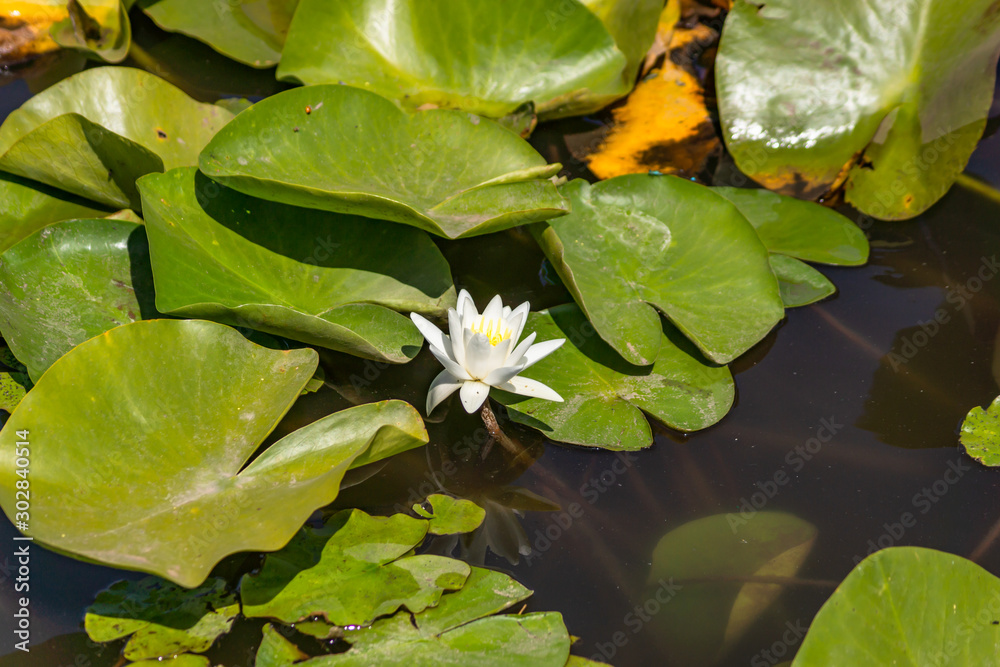Blooming lotuses in the river. Trees bent over the water. Large white flowers with large leaves growing in a pond. Blooming lotuses in the river. Trees bent over the water. Large white flowers with large leaves growing in a pond.