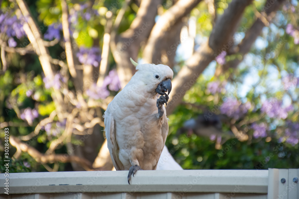 Sulphur-crested cockatoo seating on a fence with beautiful blooming jacaranda tree background. Urban wildlife. Australian backyard visitors Sulphur-crested cockatoo seating on a fence with beautiful blooming jacaranda tree background. Urban wildlife. Australian backyard visitors