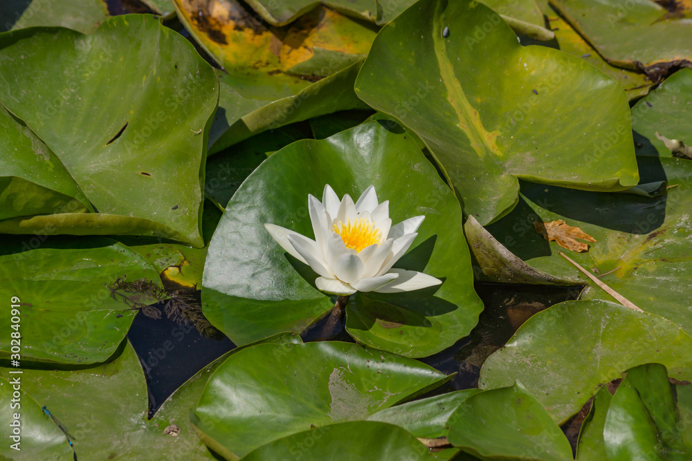 Blooming lotuses in the river. Trees bent over the water. Large white flowers with large leaves growing in a pond. Blooming lotuses in the river. Trees bent over the water. Large white flowers with large leaves growing in a pond.