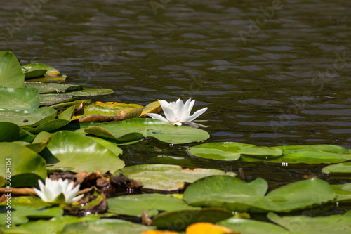 Blooming lotuses in the river. Trees bent over the water. Large white flowers with large leaves growing in a pond.