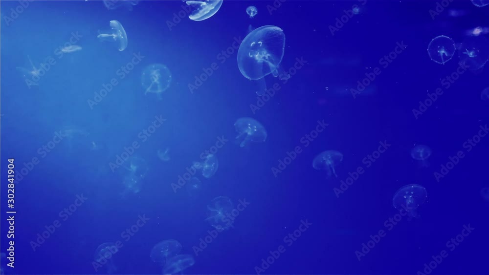 A flock of little jellyfish. Marine background. Biological pattern for design. A flock of little jellyfish. Marine background. Biological pattern for design.