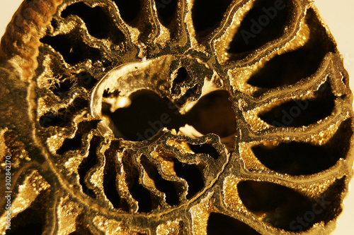 ammonite ancient fossil. ammonite substituted by pyrite. fossil clam closeup. Pyrite, or sulfur pyrite, or iron pyrite - a mineral, iron disulfide of chemical composition FeS2