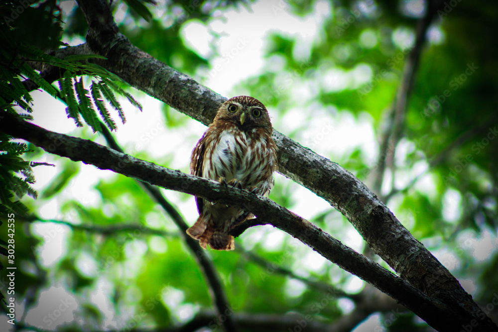 Tecolote Mexicano Stock Photo Adobe Stock