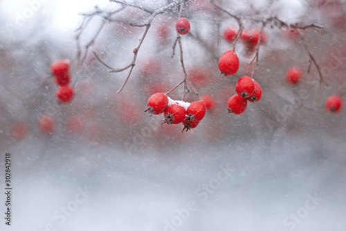 Beautiful branch with red hawthorn berries in late fall or early winter under the snow. First snow, snow flakes fall, gentle blurred  background for design
