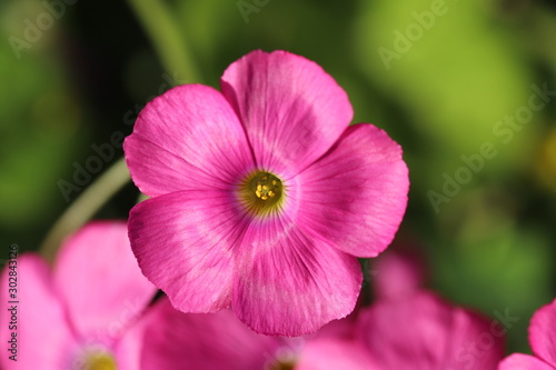 ハナカタバミ　ピンク色の花