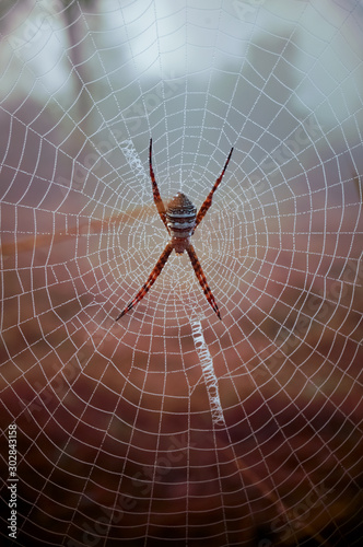 The spider web (cobweb) closeup in early morning along with dewdrop.