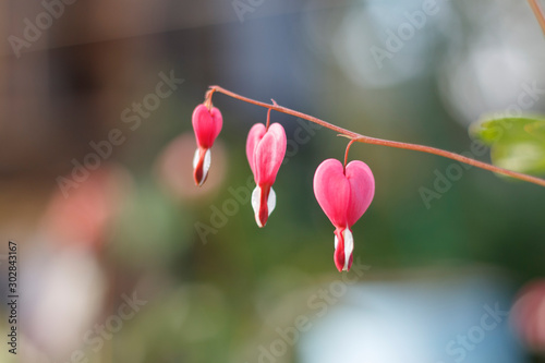flowers of a garden plant in the form of hearts close up