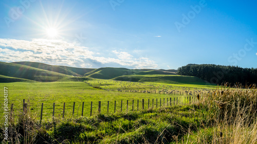 Flock of sheep grazing on a green hill in rural country sheep farm in the afternoon. A flock of sheep is generally found in a mountain valley New Zealand.