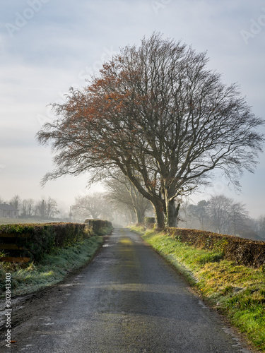 Ireland Country Road