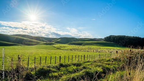 Flock of sheep grazing on a green hill in rural country sheep farm in the afternoon. A flock of sheep is generally found in a mountain valley New Zealand.