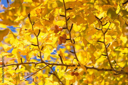 黄色く色づいたイチョウの葉と銀杏