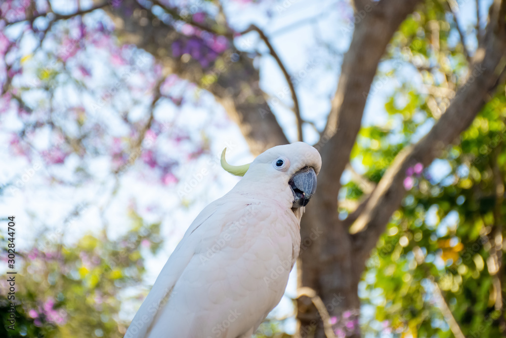 Close up of sulphur-crested cockatoo with purple blooming jacaranda tree on background. Urban wildlife. Australian backyard visitors Close up of sulphur-crested cockatoo with purple blooming jacaranda tree on background. Urban wildlife. Australian backyard visitors