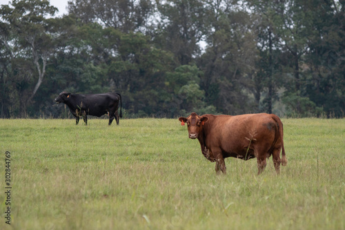 Two pregnant beef cattle in a green pasture
