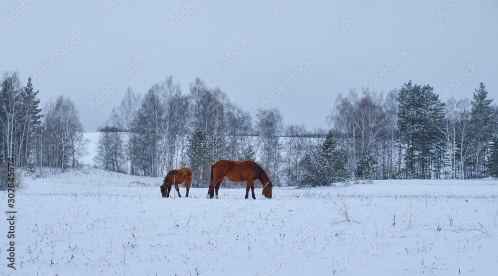 A group of horses in a winter paddock field A group of horses in a winter paddock field