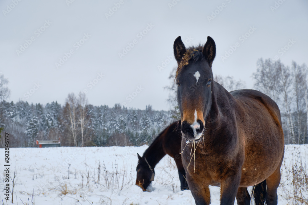 A group of horses in a winter paddock field A group of horses in a winter paddock field