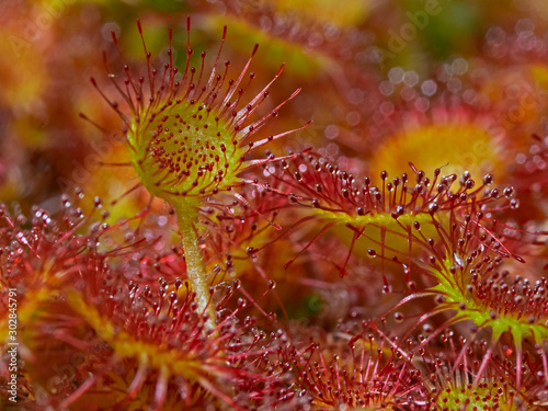 Common sundew, Rundblättriger Sonnentau (Drosera rotundifolia) 