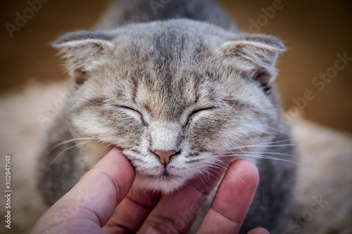 Use hand stroking the cat neck and make the happy cat spellbound and close eye.