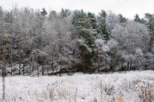 forest in winter