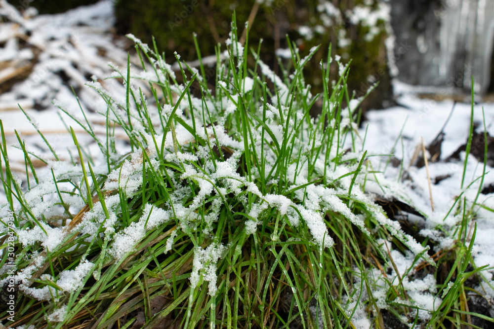 green grass in the snow