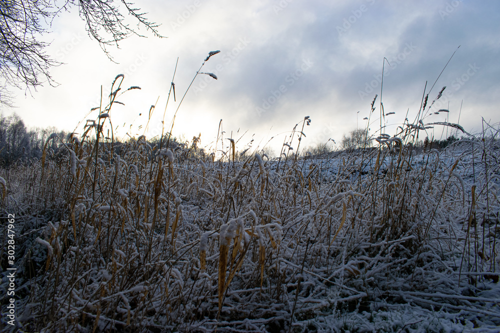 Obraz premium Frozen grass in sunrise