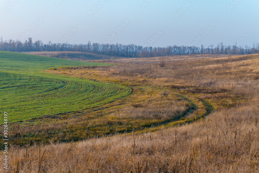 A dirt road along a field of winter wheat