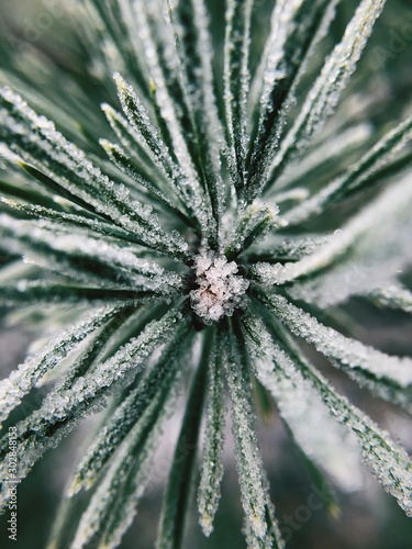 branch of a pine tree