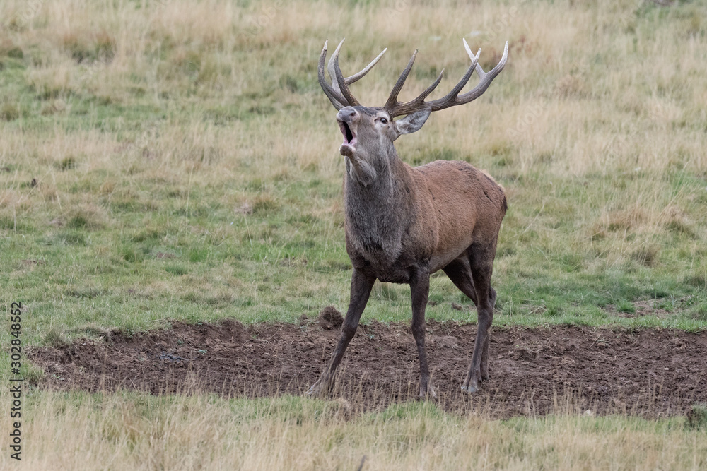 The call, awesome Red deer male in rutting season (Cervus elaphus) The call, awesome Red deer male in rutting season (Cervus elaphus)