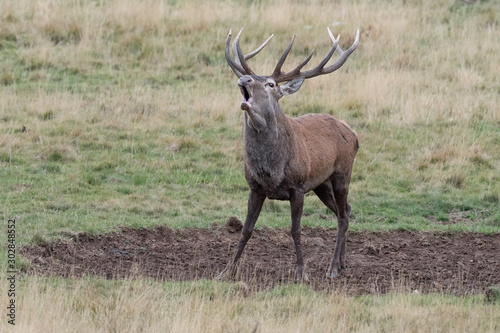 The call, awesome Red deer male in rutting season (Cervus elaphus)