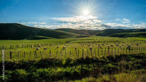 Flock of sheep grazing on a green hill in rural country sheep farm in the afternoon.  A flock of sheep is generally found in a mountain valley New Zealand.