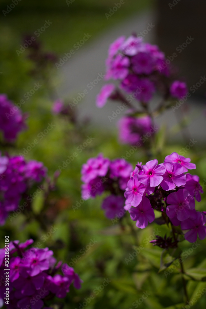 beautiful background with purple small flowers close-up in sunny weather