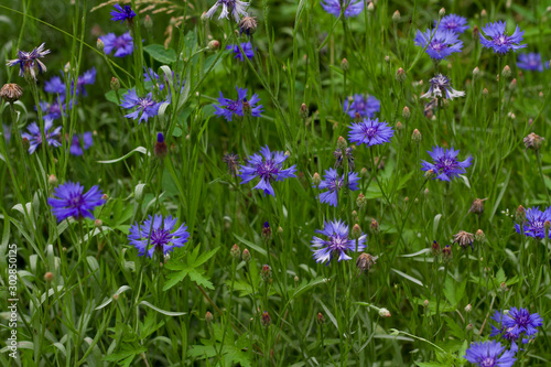 meadow with blue carnations on a blurred background of green grass