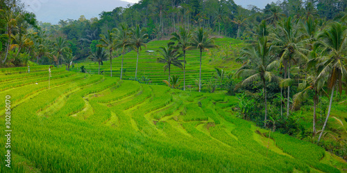 View of green rice field in terrace in Bali,near jatiluwih - Indonesia