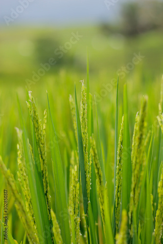close up of green plant of rice in rice field 