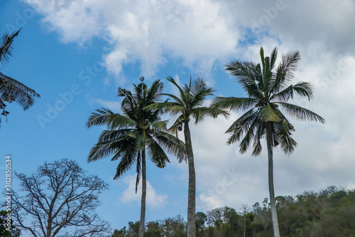 Beautiful tall coconut palms against the sky and clouds on Bali  Indonesia