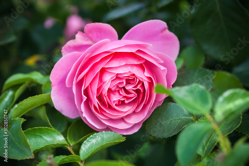 Pink rose  macro photo of garden flower