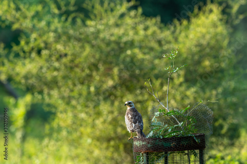 White eyed buzzard or Butastur teesa sitting or perched on tree guard and with green background jhalana leopard or foreset reserve, jaipur, rajasthan, India	 photo