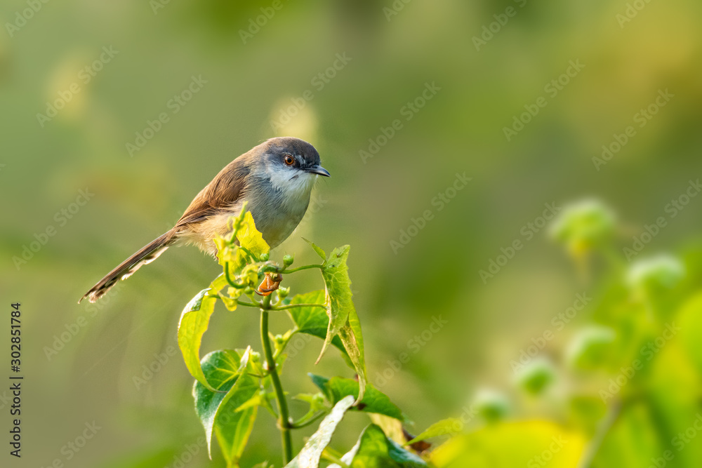 Obraz premium Grey-breasted Prinia perching on top of shrub looking into a distance with morning sunlight